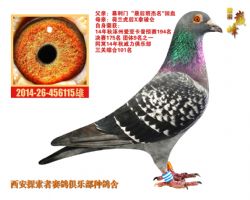 張根林最新鑒鴿，探索鑒鴿新境界