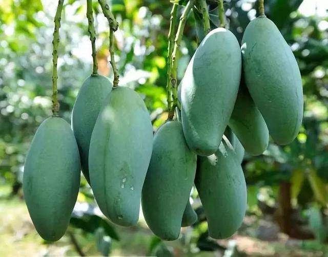 神級農(nóng)場最新章節(jié)，探索未來的農(nóng)業(yè)奇跡