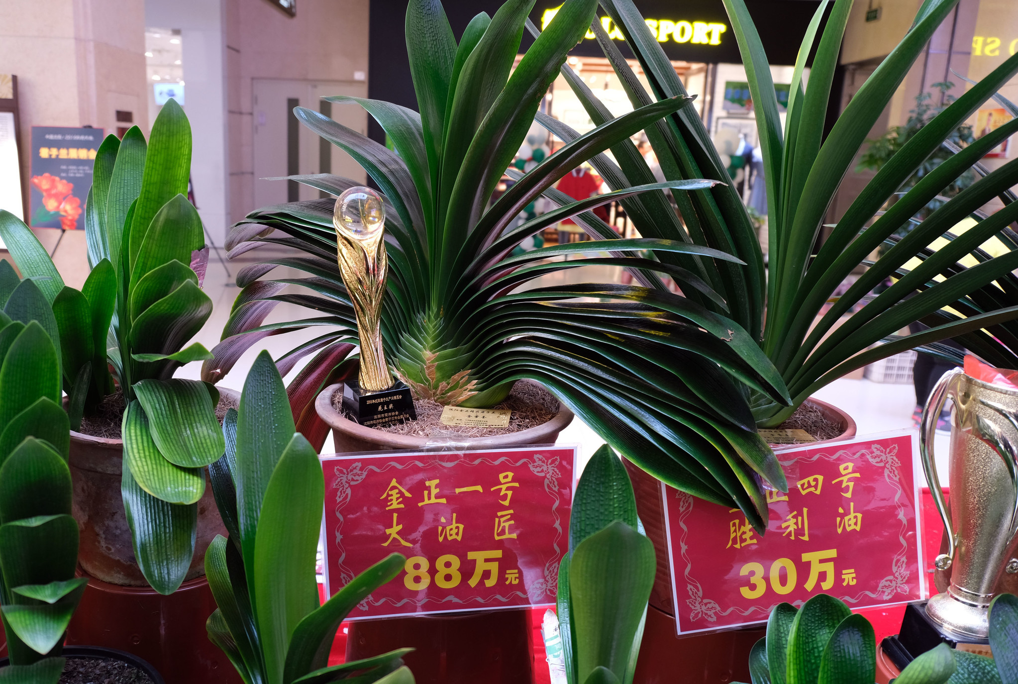 沈陽(yáng)最新君子蘭珍品，探尋珍稀品種的魅力與價(jià)值