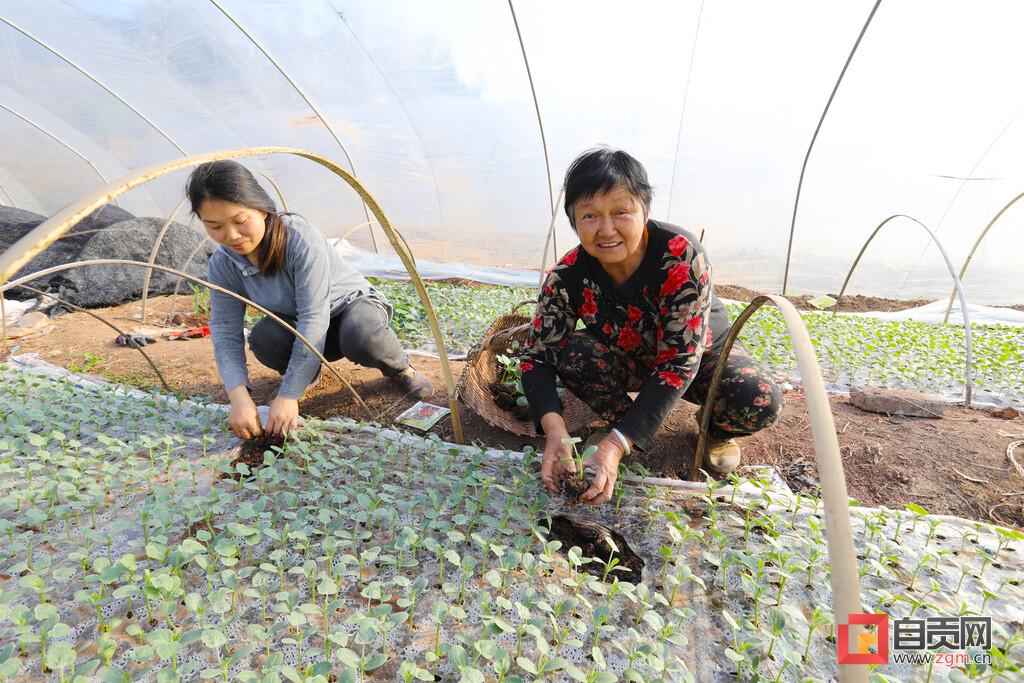 最新款西瓜栽苗機，科技助力農(nóng)業(yè)高效種植